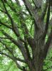 Smoketree P.E.;Fisetin 10%50%;Smoketree 